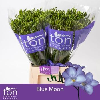 Vollsortiment - Freesien, blau - 10 Stiele